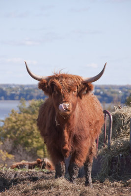 highland cow