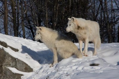 wolf pair