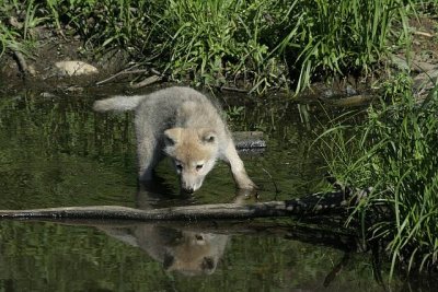 arctic wolf cub
