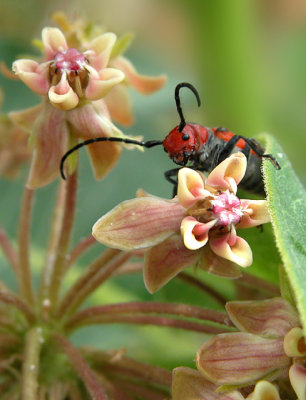 milkweed-bug
