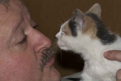 Husband is smitten with the new kitten