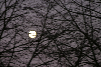 Full Moon Through Branches