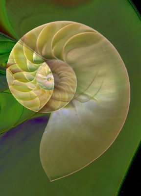 green nautilus