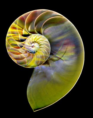 colored nautilus