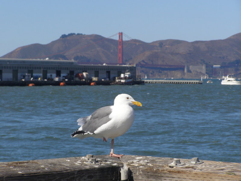 Gull, Herring SFCA 10-08 a.JPG