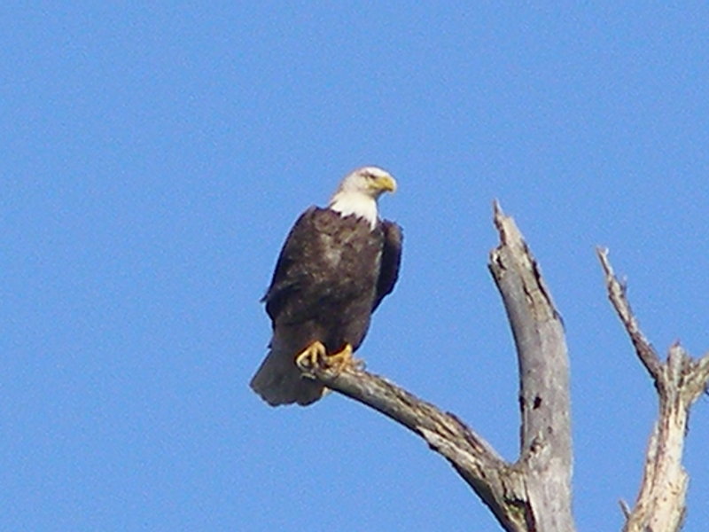 Raptor Bald Eagle ESVA 1-09 g.JPG