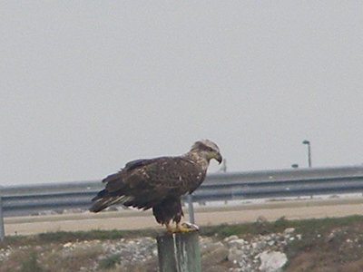 Eagle Bald 12-08 Hampton CBC a1.JPG