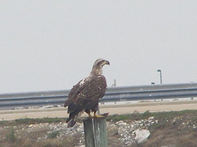 Eagle Bald 12-08 aHampton CBC 2.JPG