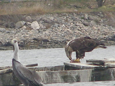 Raptor, Eagle Bald 12-08 Hampton CBC a5.JPG