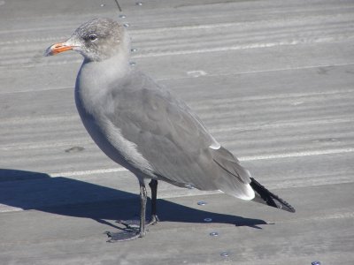 Gull, Heermans  SFCA 10-08 c.JPG