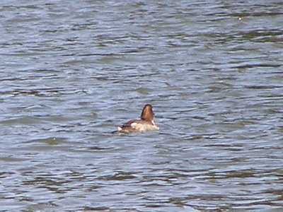 Duck GoldenEye Common SBPK 12-08 h.JPG