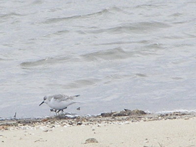 SP sanderling 12-08 d.JPG