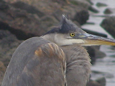 Heron GB b.JPG