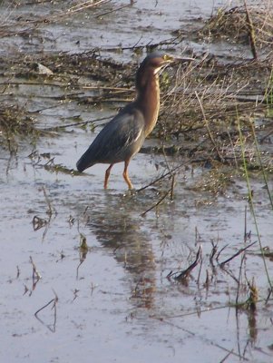 Heron Gr SBPK 6-07e.JPG