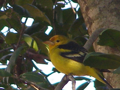 Tanager W WBRG VA 2-09aa.JPG