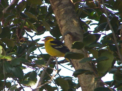 Tanager W WBRG VA 2-09f.JPG