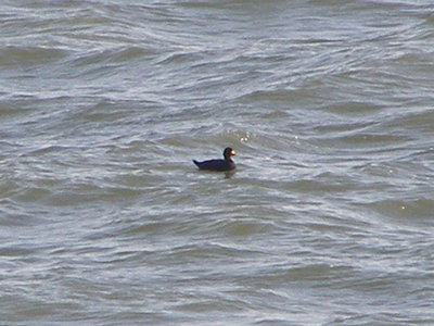 Duck scoter black CBBT 1-09aaab.JPG