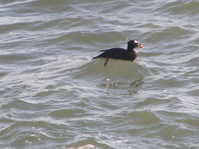 Duck scoter surf CBBT 1-09a.JPG