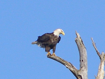 Eagle  Bald Eagle ESVA 1-09 d.JPG