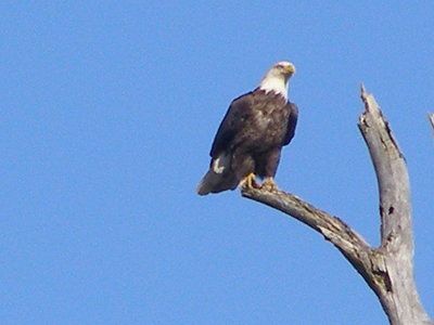 Eagle  Bald Eagle ESVA 1-09 f.JPG