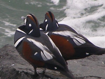 A-Harlequin Ducks Jan 08 CBBT.JPG