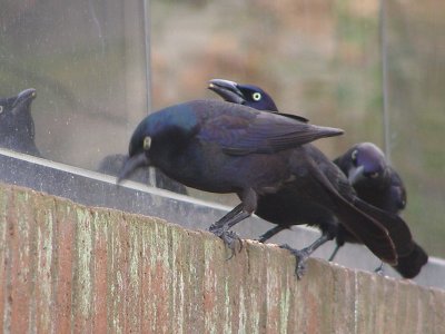 BB, grackle Common VA bch 3-09a.JPG