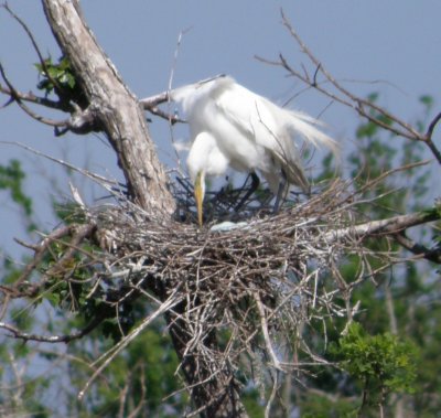 High Island Tx 4-09.JPG