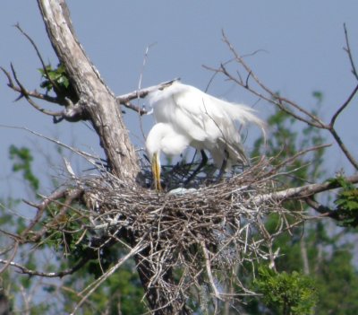 High Island Tx 4-09.JPG