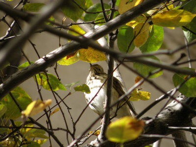 Thrush, Grey Cheeked, Chicago 10-09.JPG