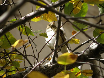 Thrush, Grey Cheeked, Chicago 10-09.JPG