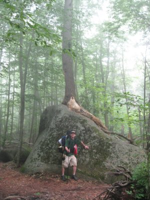 AT 50 Miler 156 tree on a boulder.jpg
