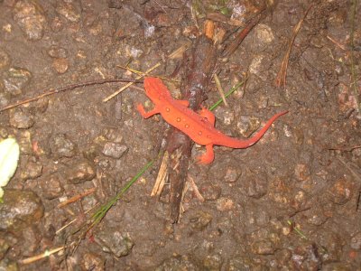 AT 50 Miler 308 Salamander on the trail.jpg
