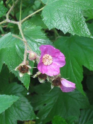 AT 50 Miler 331 Flowering Raspberry.jpg