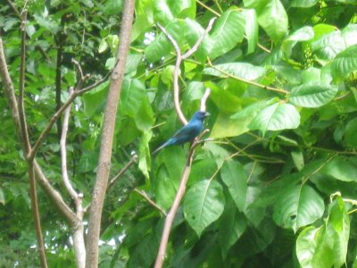 Bunting, Indigo Bunting before US 60AT 50 Miler 348 .jpg