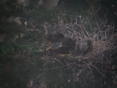 Heron, Yellow Crowned Night Heron Babies 6-29-10 d.JPG