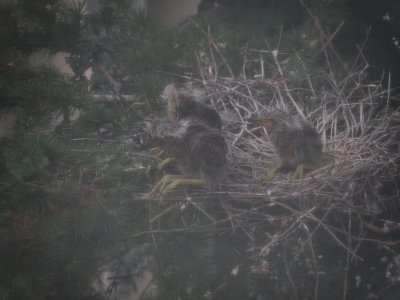 Heron, Yellow Crowned Night Heron Babies 6-29-10 e.JPG