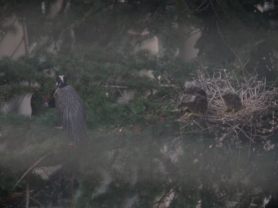 Heron, Yellow Crowned Night Heron Babies 6-29-10 f.JPG