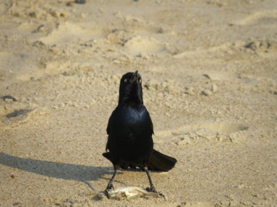 Grackle BT OBX 6-10 a.JPG