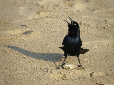 Grackle BT OBX 6-10 b.JPG