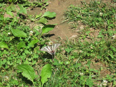 AT 50 Miler 518 Zebra Swallowtail.jpg