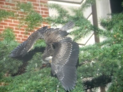 Heron, Yellow Crowned Night Heron Babies 7-24-10 a.JPG