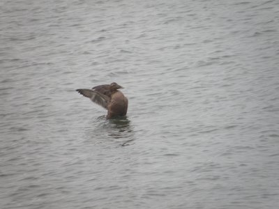 Duck Eider Common Dec 10 a.JPG