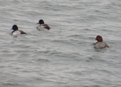 Duck Redhead and Scaup Dec 10 a.JPG