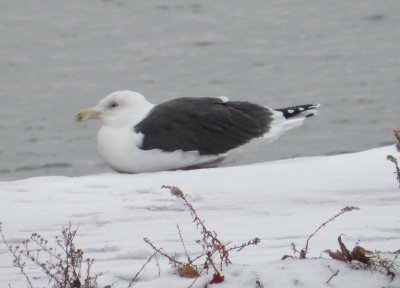 Gull BB Dec 10 c.JPG