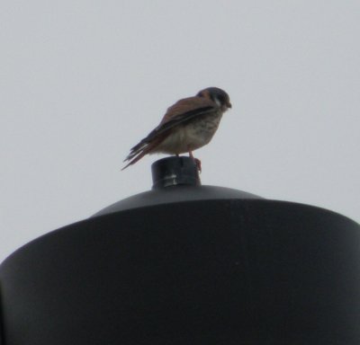 kestrel Dec 10 b.JPG