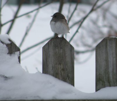 Sp Junco Oregon Hampton VA 12-10 b.JPG