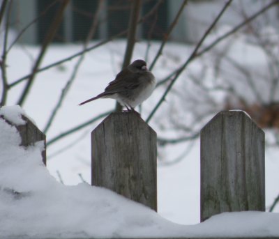 Sp Junco Oregon Hampton VA 12-10 c.JPG