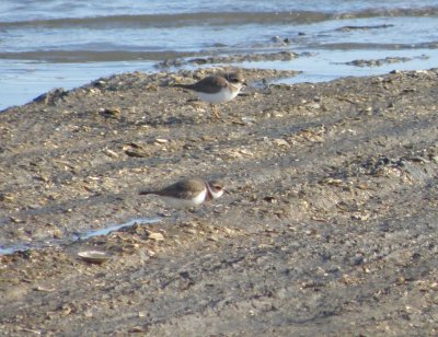 SP Plover Semipalmated ESVA 0111 a.JPG