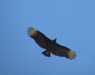 vulture Black ESVA 0111.JPG
