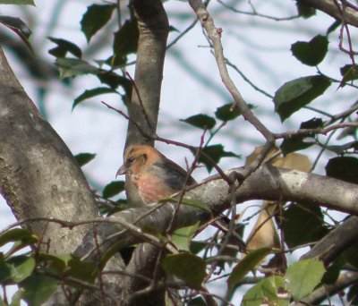 Crossbill White Winged 1-11 Richmond VA d.JPG